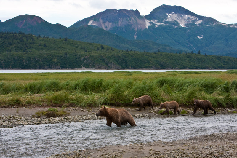 Grizzly Bear Sow And Cubs